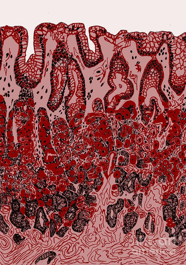 Tissue Photograph - Stomach Wall, Illustration by Claudia Stocker