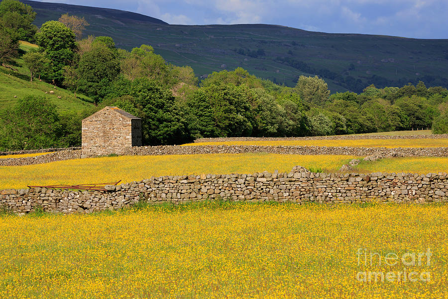 Stone barn and dry stone walls in Swaledale in the Yorkshire Dales Photograph by Louise Heusinkveld