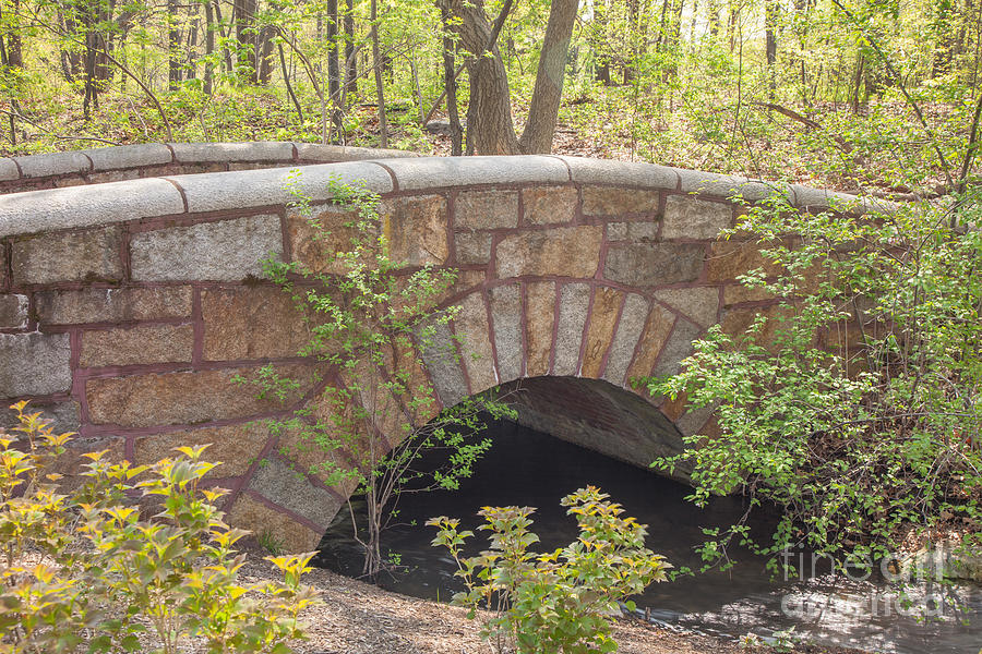 Stone Bridge in Olmsted Park Photograph by Susan Cole Kelly