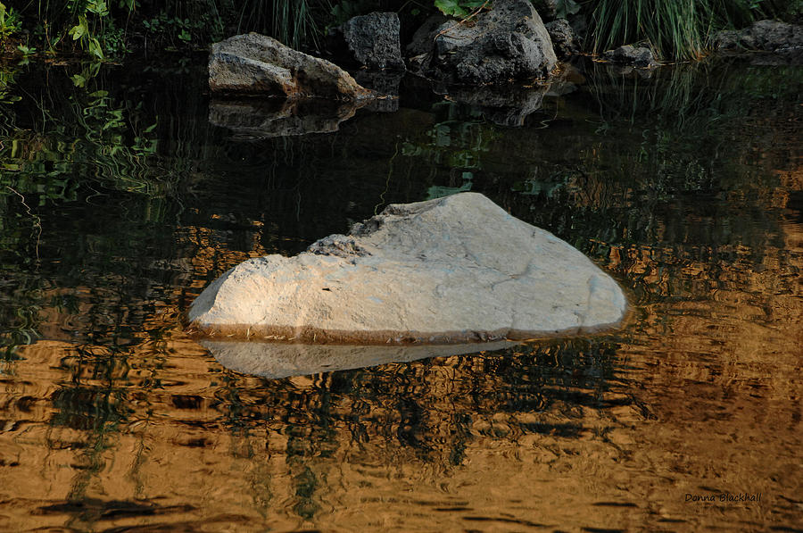 Stone Gator Photograph by Donna Blackhall