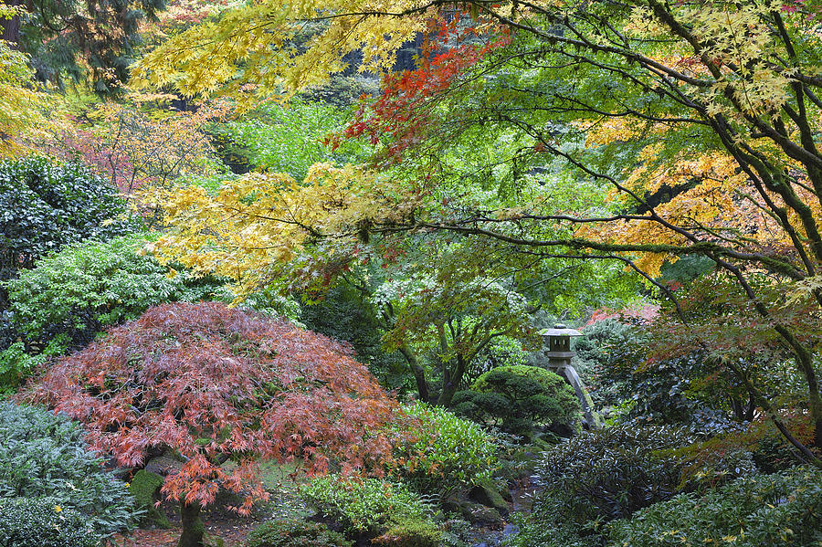 Stone Lantern Among Japanese Maple Trees Photograph
