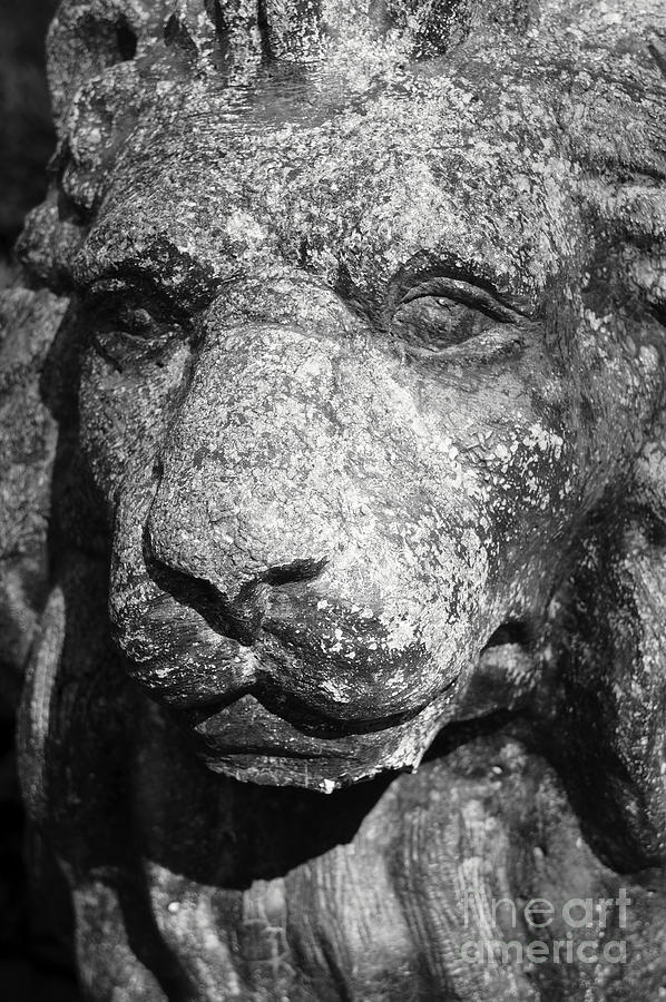 Stone Lion Photograph by John  Mitchell