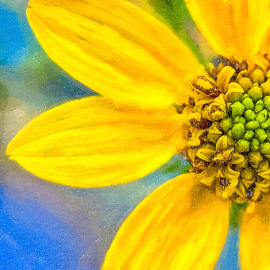 Stone Mountain Yellow Daisy Details - North Georgia Flowers Photograph by Mark E Tisdale