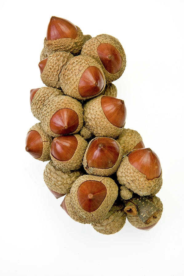 Stone Oak (lithocarpus Sp.) Nuts Photograph by Natural History Museum, London/science Photo Library