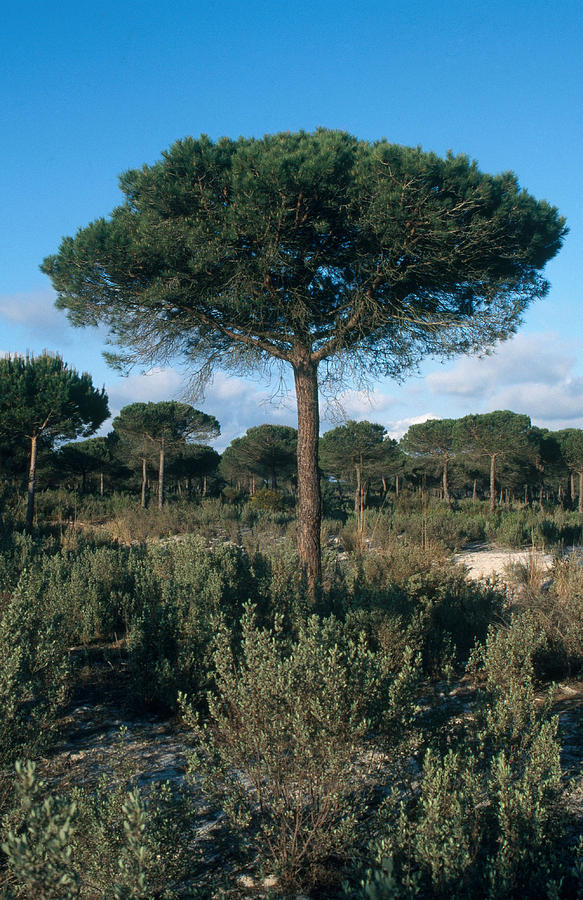 Stone Pine Photograph by C.r. Sharp | Fine Art America