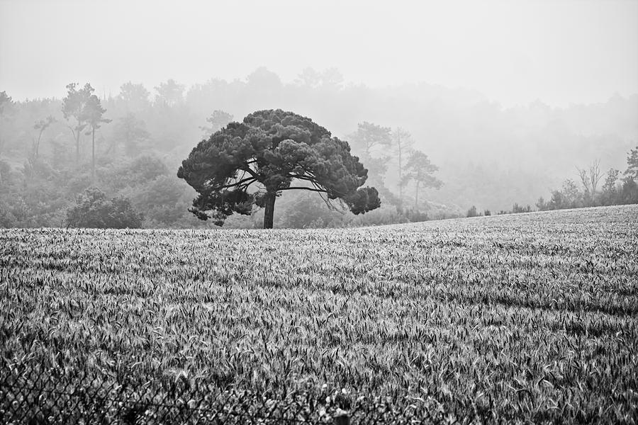 Black And White Photograph - Stone Pine in the Mist by Georgia Clare