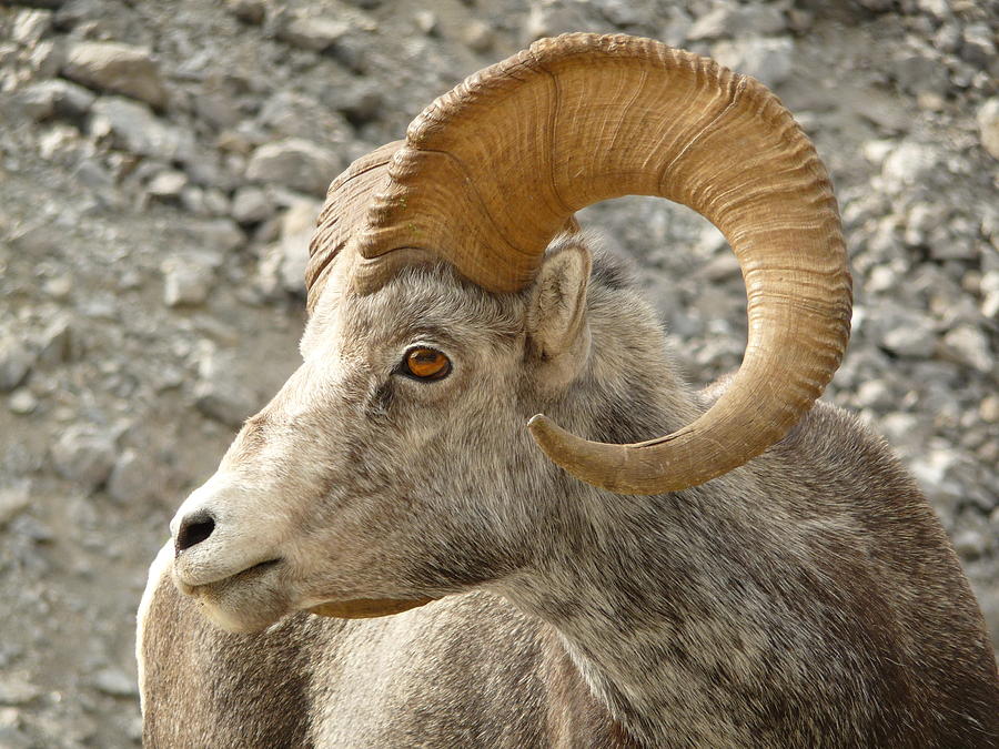 Stone Sheep Photograph by Kendrick Cannon - Fine Art America