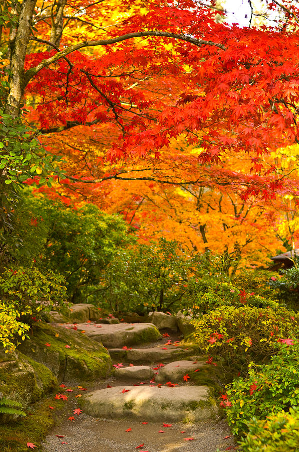 Nature Photograph - Stone Steps In A Forest In Autumn by Panoramic Images