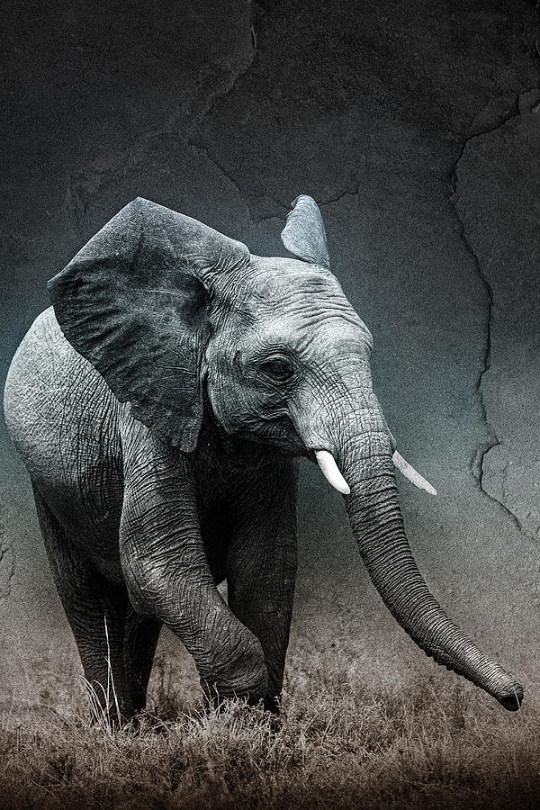 Stone Texture Elephant Photograph by Mike Gaudaur