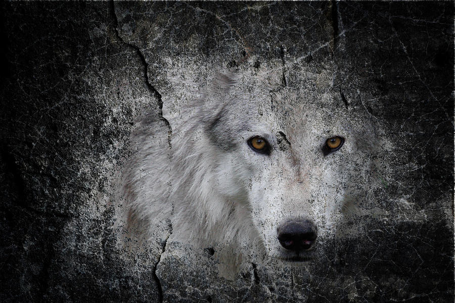 Stone Wolf Graffiti Photograph by Steve McKinzie