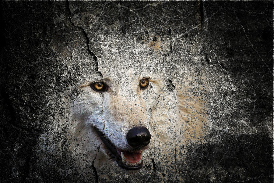 Stone Wolf Photograph by Steve McKinzie