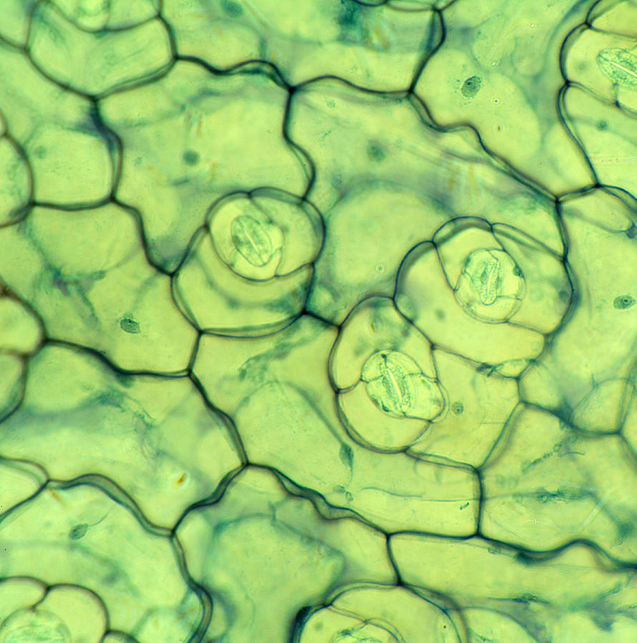 Stonecrop Epidermis With Stomata, Lm Photograph by Science Stock Photography