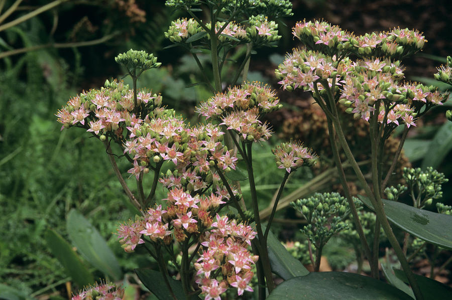 Stonecrop Flowers (sedum matrona) Photograph by Science Photo Library Stonecrop Flowers (sedum matrona) Photograph by Science Photo Library
