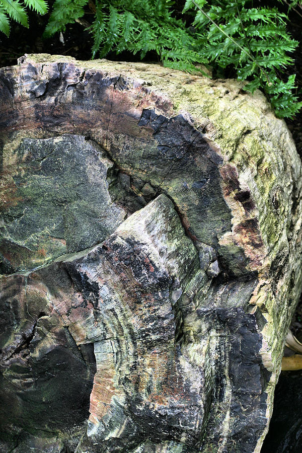 Tree Photograph - Stoned by JC Findley