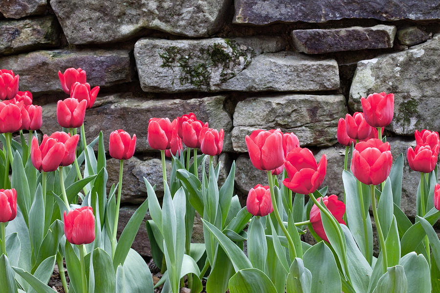 Stoned Tulips Photograph by Robert Camp