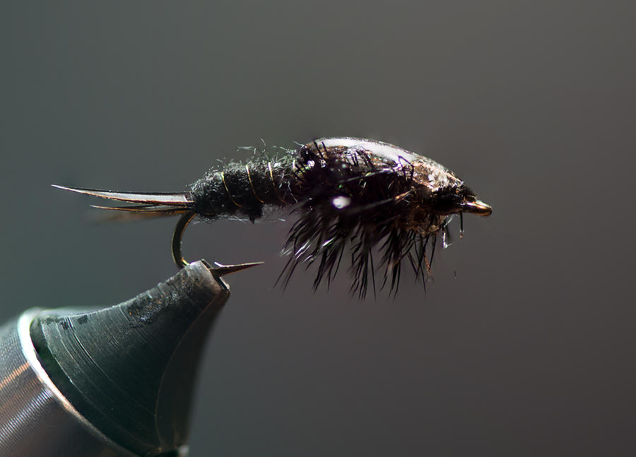 Trout Photograph - Stonefly Nymph by Phil And Karen Rispin