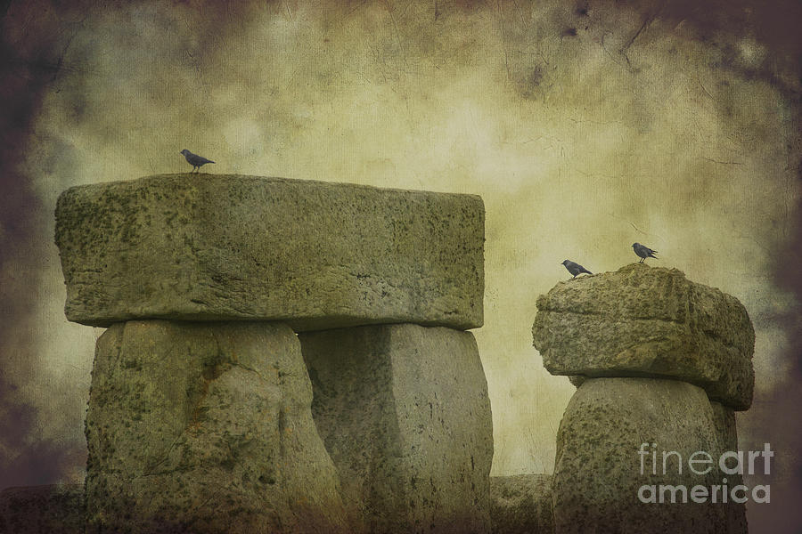 Stonehenge Birds 5 Photograph by Clare Bambers