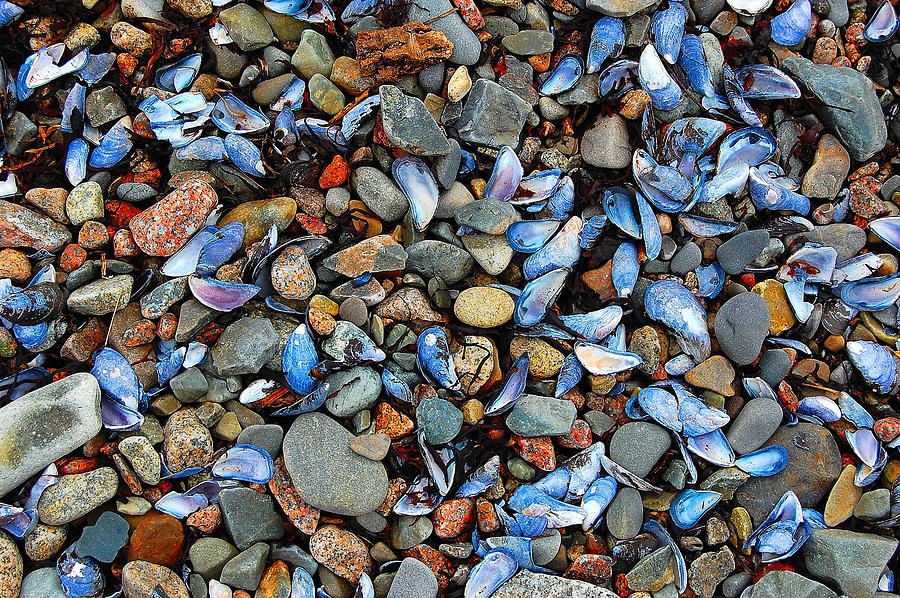 Abstract Photograph - Stones and Seashells by Jim Southwell