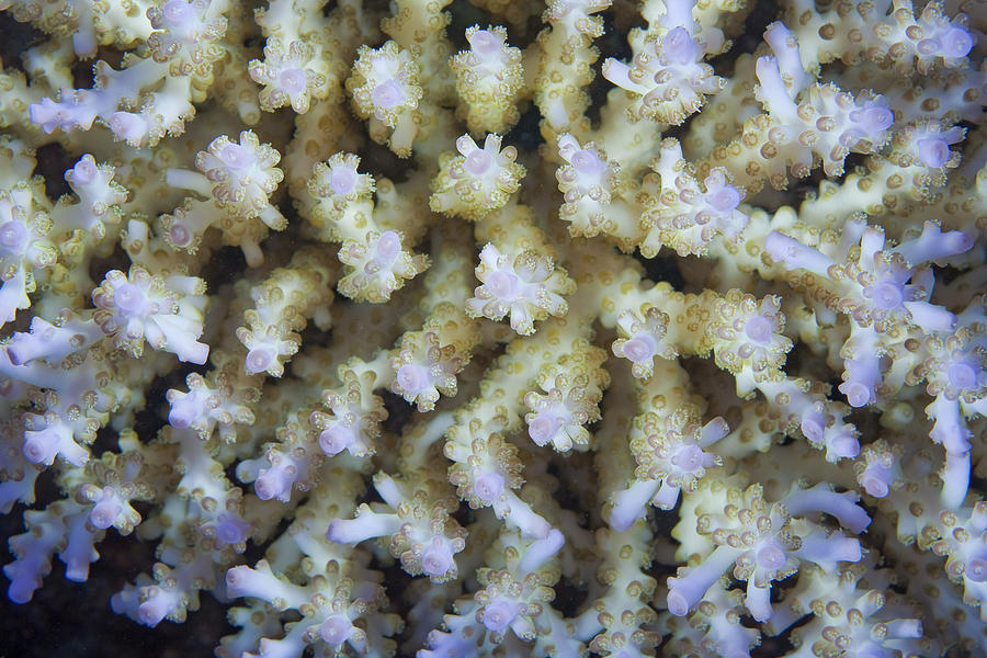 Stony Coral Photograph by Ingo Arndt Stony Coral Photograph by Ingo Arndt