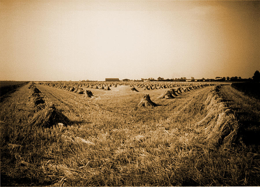 Stooks Photograph by Richard Reeve