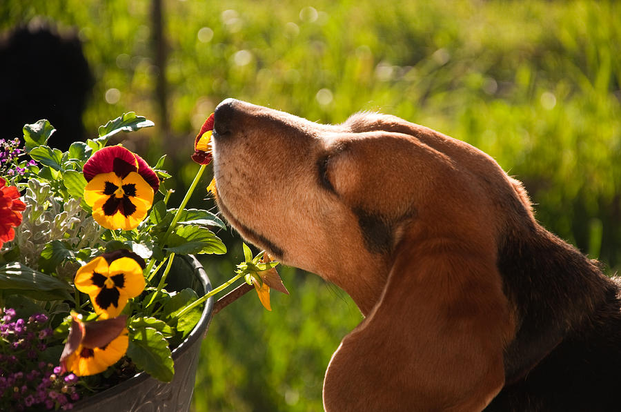 Stop And Smell The Flowers Photograph by Eric Rundle