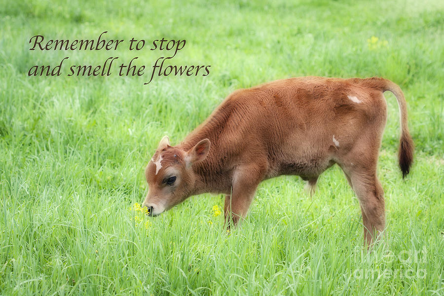 Stop and Smell the Flowers Photograph by Patty Colabuono