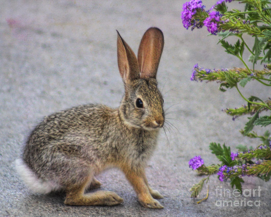 Animal Photograph - Stop and smell the flowers by Tammy Espino