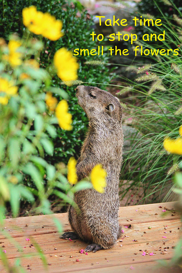 Stop and Smell the Flowers Photograph by Trina  Ansel