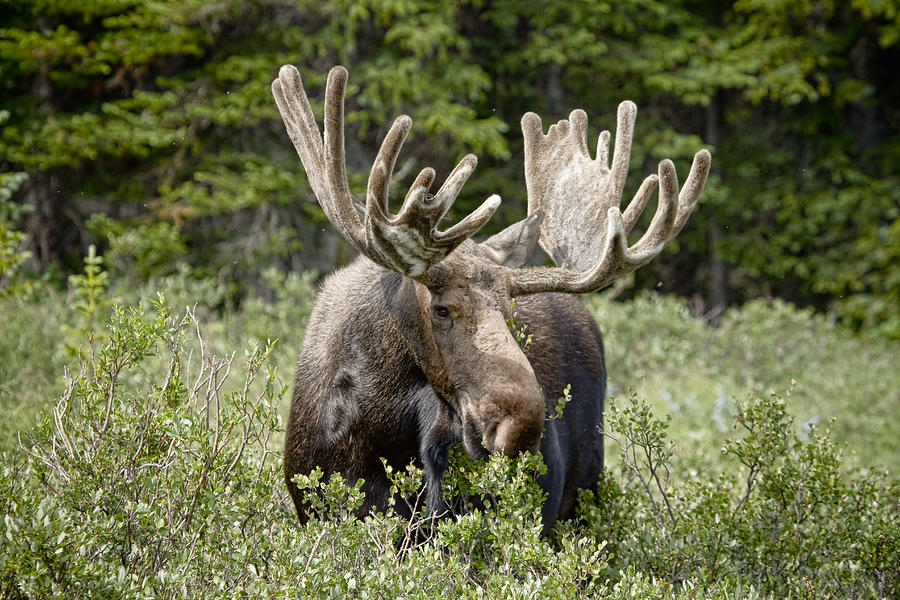 Moose Photograph - Stop and Smell The by James BO Insogna