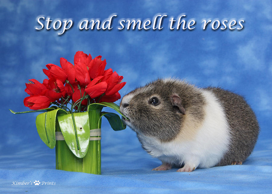 Stop and smell the roses Photograph by Kimber  Butler
