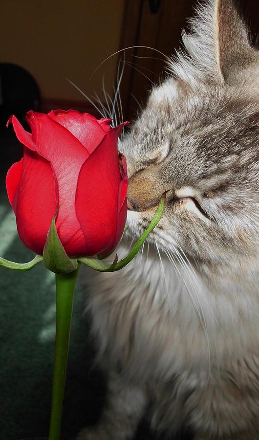 Stop and Take the Time to Smell the Roses Photograph by Sheryl Chapman ...