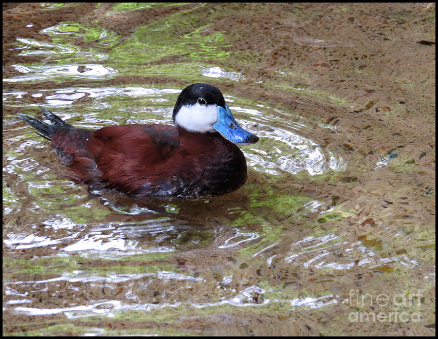 Stop Look Dont Pass Me By - Blue Billed Duck Photograph by Ella Kaye Dickey