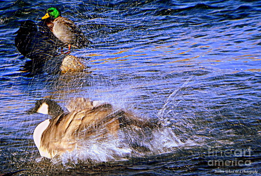 Geese Photograph - Stop Splashing by Bobbee Rickard