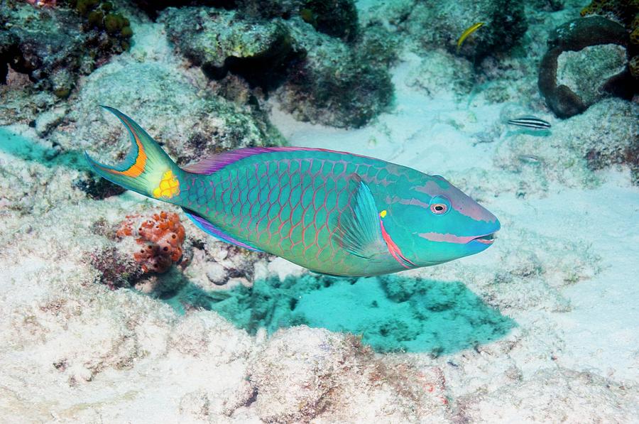 Stoplight Parrotfish Photograph by Georgette Douwma/science Photo Library