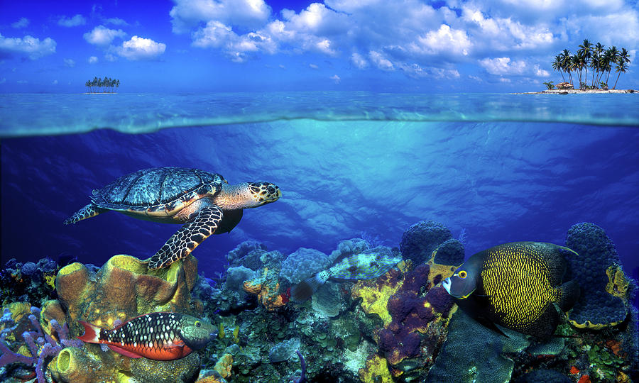 Stoplight Parrotfish Sparisoma Viride Photograph By Animal Images 