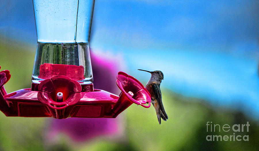Hummingbird Heaven Photograph by Brenda Kean