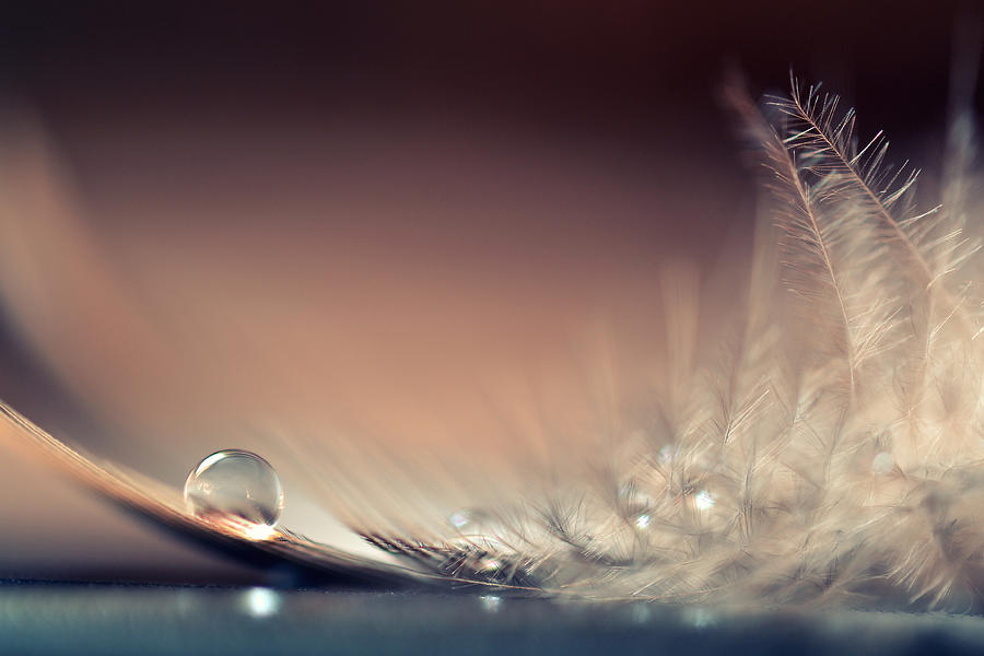 Still Life Photograph - Stories Of Drops by Dmitry.d