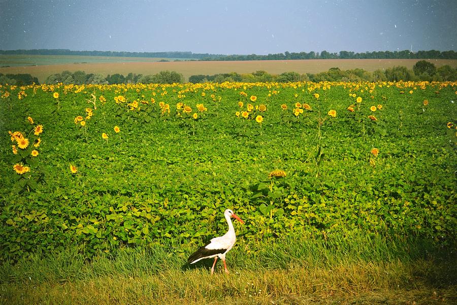 Stork and sunflowers Photograph by Olena Zigulia - Fine Art America