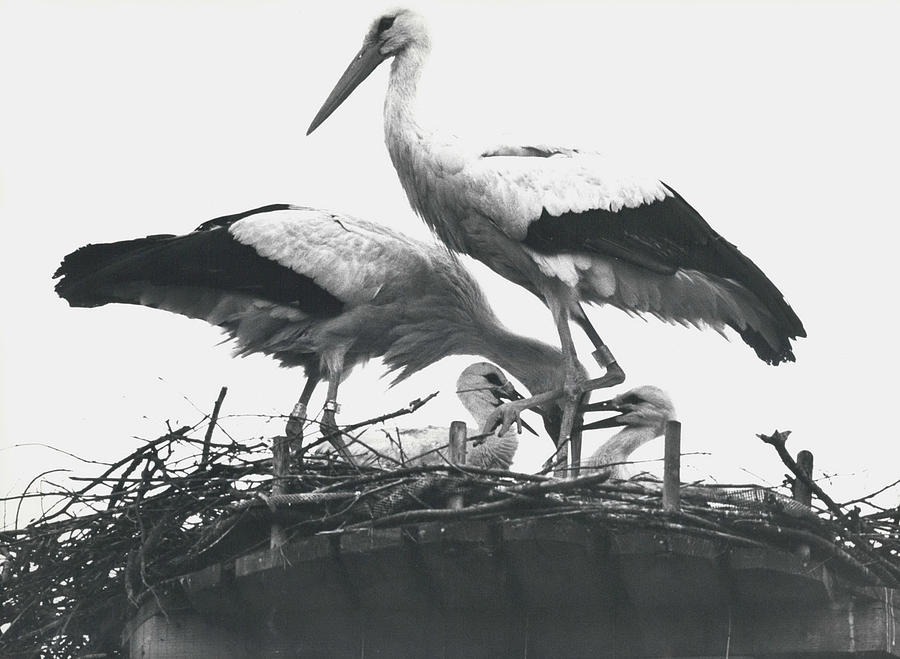 Stork - Family Photograph by Retro Images Archive - Fine Art America