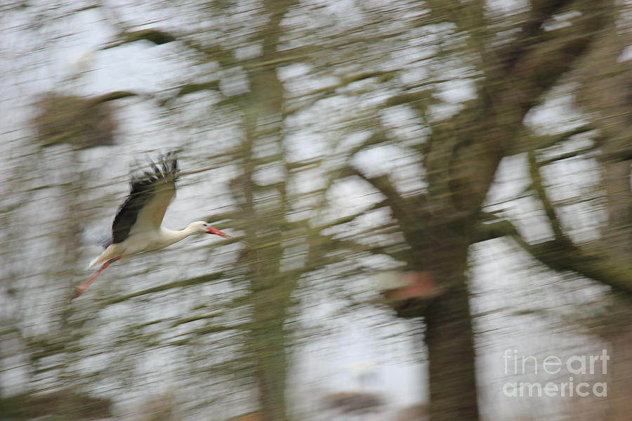 Stork Photograph - Stork flight by Four Hands Art