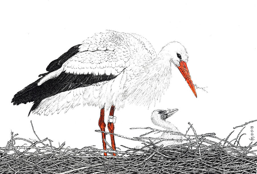 Stork Drawing By Hanneke Messelink Anders How to draw a stork. stork by hanneke messelink anders