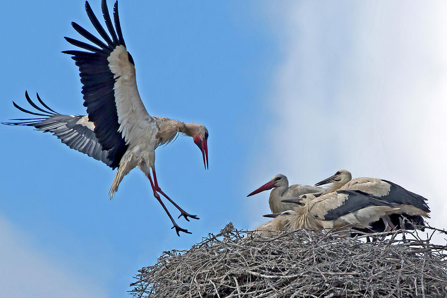 Stork Family Photograph by Les OGorman - Fine Art America