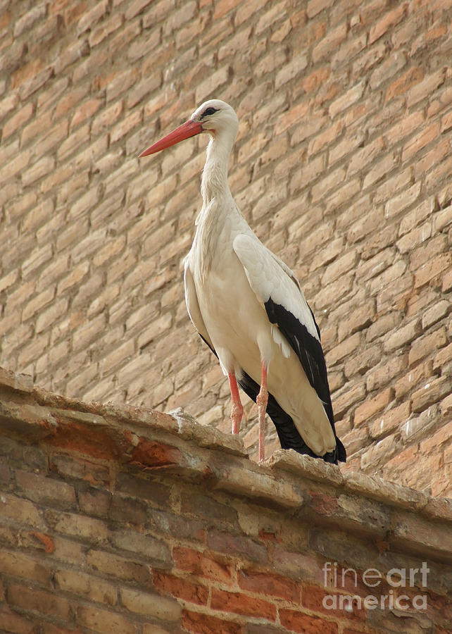 stork in Alcala de Henares 6 Photograph by Rudi Prott
