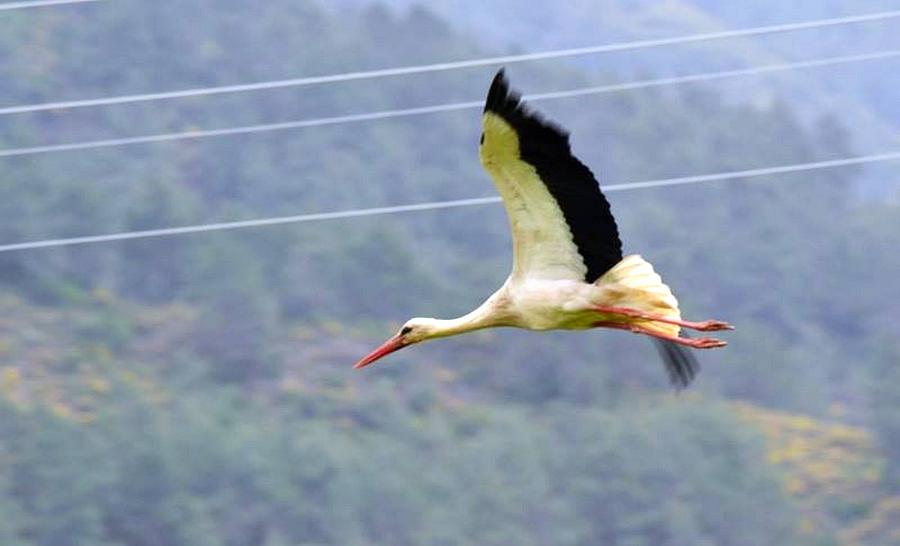 Stork Photograph - Stork In Flight by Taiche Acrylic Art