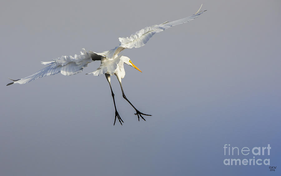 Stork Landing Photograph by David Millenheft