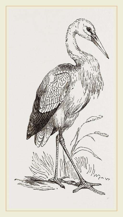 Stork Drawing by Litz Collection Pixels