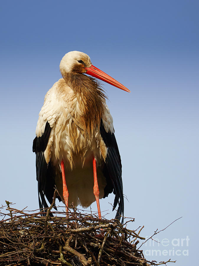 Stork on a nest Photograph by Nick  Biemans