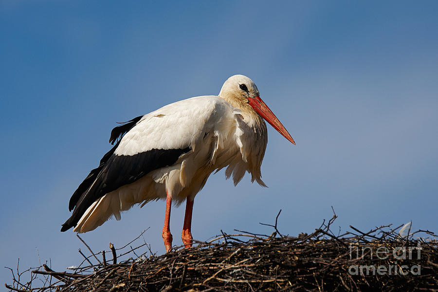 Stork on her nest Photograph by Nick  Biemans