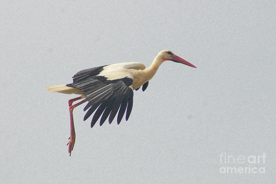 Stork Ready For Landing Photograph by Rudi Prott