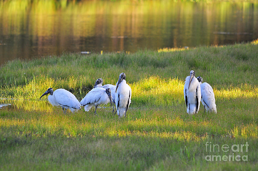 Stork Photograph - Storks at Sundown by Al Powell Photography USA
